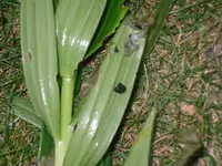 SDC13993.webp
