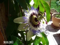 CIMG6605.webp