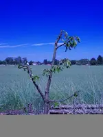 Baum.webp