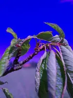 Blatt3.webp
