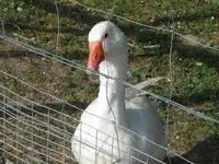 Bild 561.webp