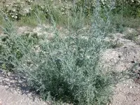 Foto0033.webp