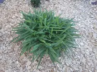 Foto0029.webp