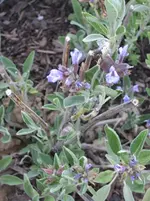 IMG_4959.webp