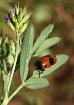 P5309669 Ameisensackkäfer.webp