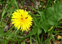 P5299345 Löwenzahn mit Käfern.webp