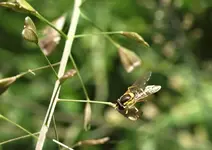 P5309576 Gemeine Gartenschwebfliege.webp