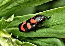 P5299398 Gemeine Blutzikade.webp