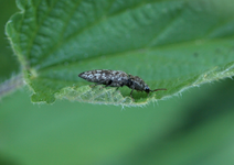 P5309630 Mausgrauer Schnellkäfer.webp