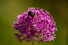 Kitzingen Landesgartenschau 29.5.11 (60 von 318).webp