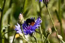 Kitzingen Landesgartenschau 29.5.11 (230 von 318).webp