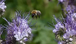 Hummel.webp