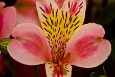 Kitzingen Landesgartenschau 29.5.11 (10 von 318).webp