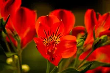 Kitzingen Landesgartenschau 29.5.11 (12 von 318).webp
