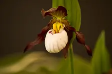 Kitzingen Landesgartenschau 29.5.11 (20 von 318).webp