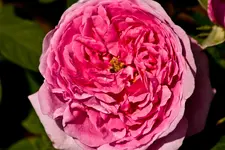 Kitzingen Landesgartenschau 29.5.11 (34 von 318).webp
