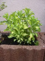 003.webp
