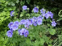 009.webp
