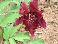 CIMG0374.webp