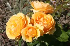 IMG_5400a.webp