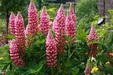 Lupine.webp