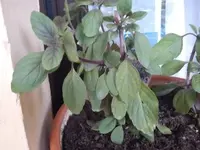 1306845480229.webp