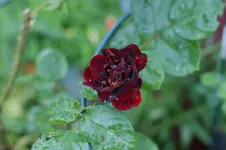 DSC05317.webp