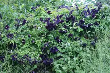 DSC05318.webp