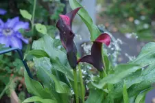DSC05319.webp