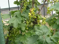 DSCN0724.webp