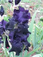 IMG_2973_600x800.webp