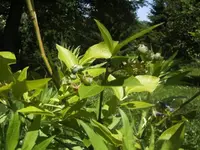 BILD0561.webp