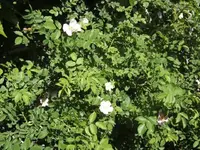 BILD0513.webp
