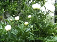 BILD0579.webp