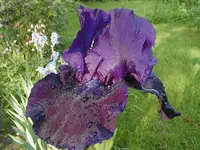 P1010004.webp