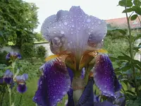 blaue Schwertlilie.webp