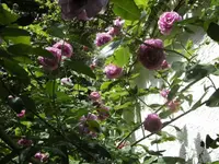 BILD0538.webp