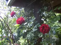 BILD0541.webp