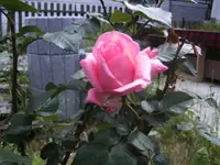 BILD0588.webp