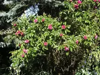 BILD0574.webp