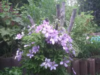 Clematisbaum.webp