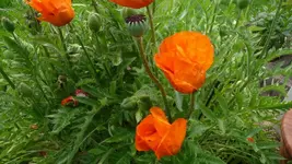 K800_31.5.2011 003.webp