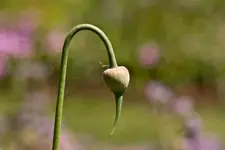 Kitzingen Landesgartenschau 29.5.11 (192 von 318).webp