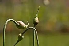 Kitzingen Landesgartenschau 29.5.11 (194 von 318).webp