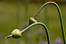 Kitzingen Landesgartenschau 29.5.11 (195 von 318).webp