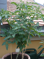 micro cherry02.webp
