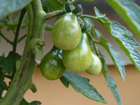 micro cherry03.webp