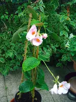 CIMG0004a.webp