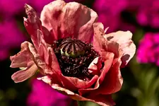 Kitzingen Landesgartenschau 29.5.11 (136 von 318).webp