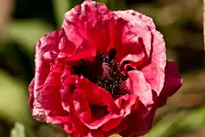 Kitzingen Landesgartenschau 29.5.11 (138 von 318).webp